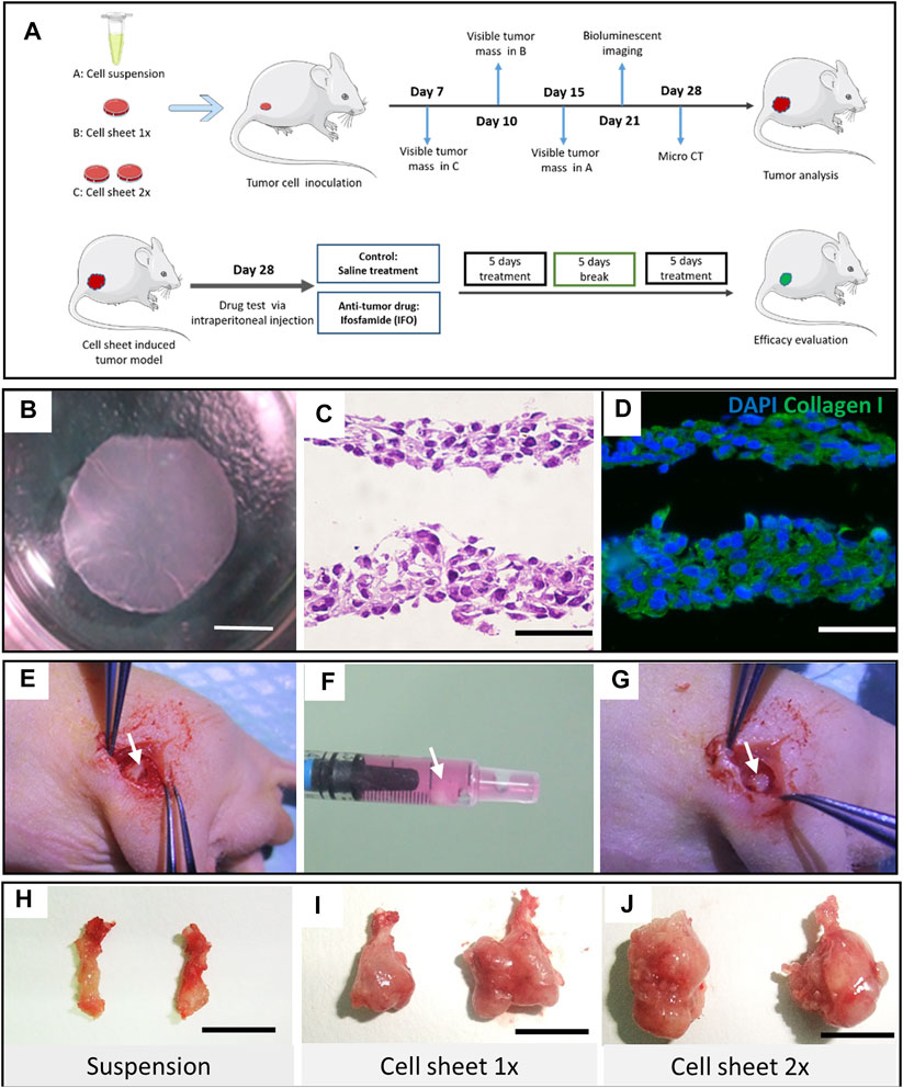 Frontiers | Efficient and Consistent Orthotopic Osteosarcoma