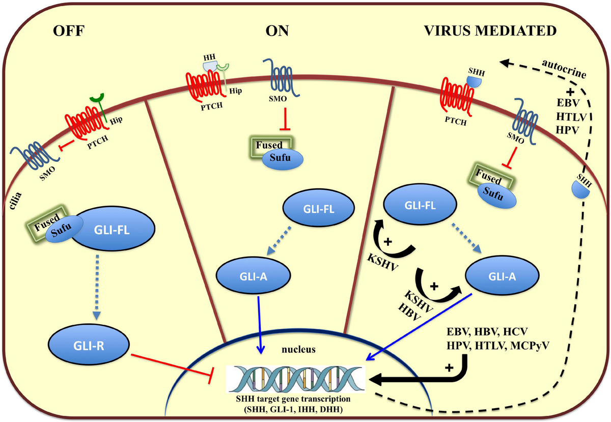 Frontiers | When Viruses Cross Developmental Pathways