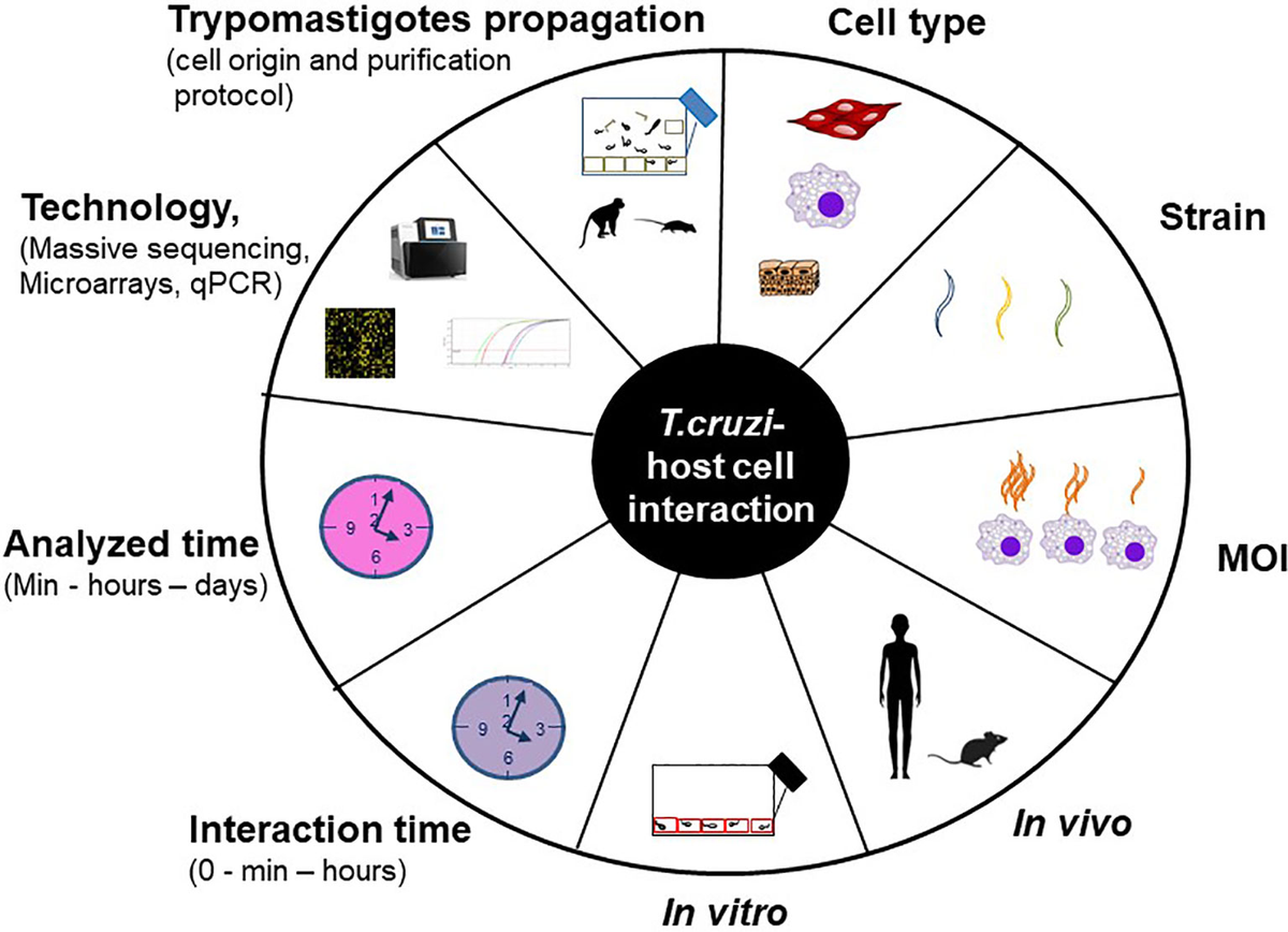 Frontiers Transcriptional Studies on Trypanosoma cruzi Host Cell Frontiers Transcriptional Studies on Trypanosoma cruzi Host Cell