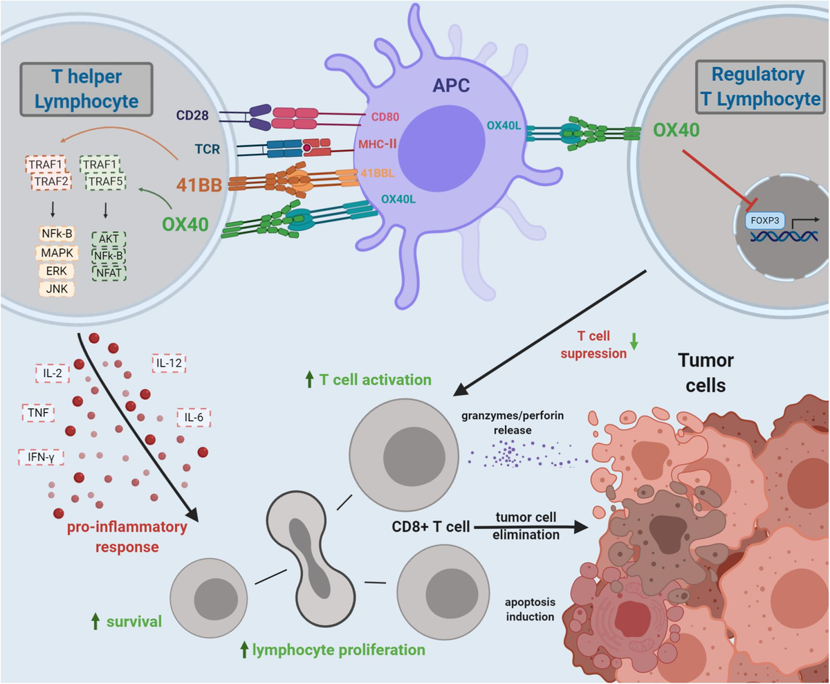 Transmutation/Ophiolatry：希少なCD Half-Turned Truncal Switch Operation for Transposition of
