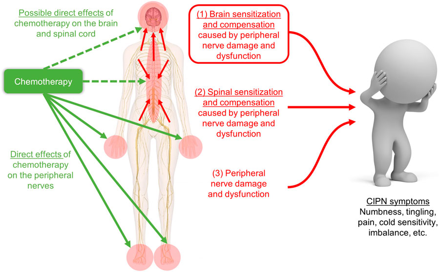 Frontiers Review of the Role of the Brain in ChemotherapyInduced