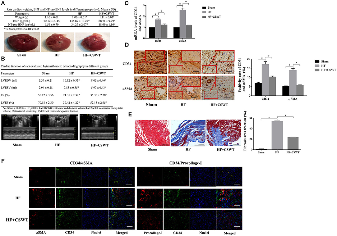 Frontiers Cardiac Shock Wave Therapy Improves Ventricular Function by Frontiers Cardiac Shock Wave Therapy Improves Ventricular Function by