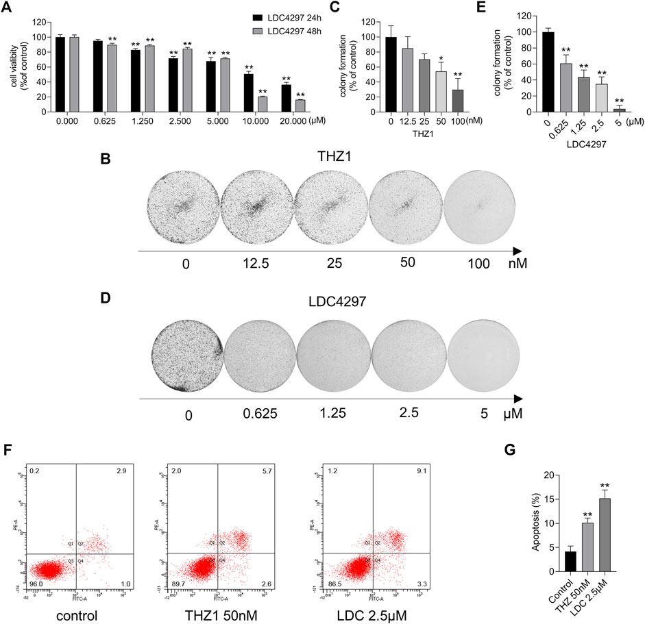 Frontiers | p53–GSDME Elevation: A Path for CDK7 Inhibition