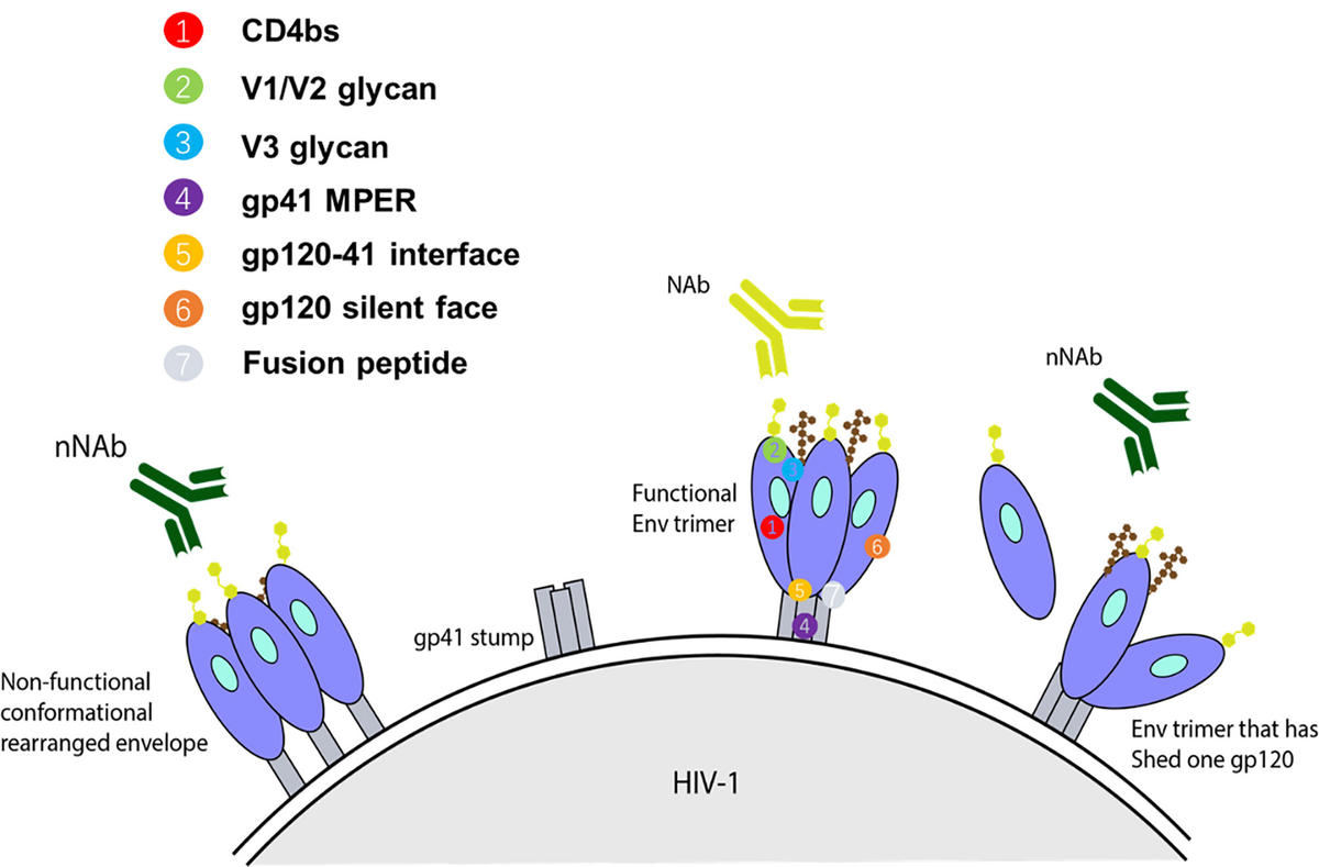 Frontiers | Employing Broadly Neutralizing Antibodies as a
