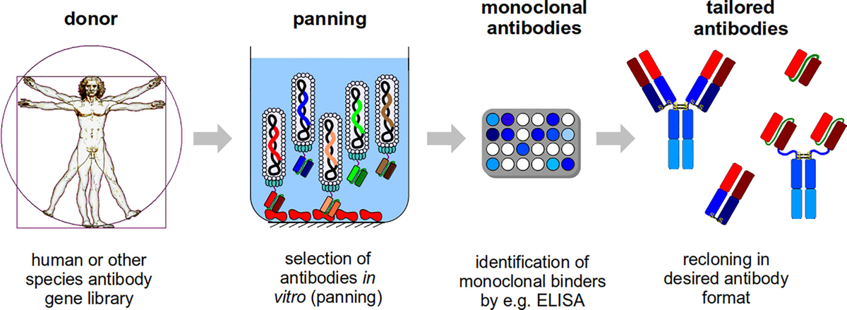 Frontiers | Developing Recombinant Antibodies by Phage