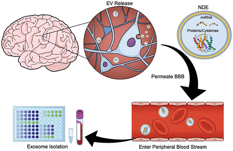 Frontiers | Developing Biomarkers of Mild Traumatic Brain