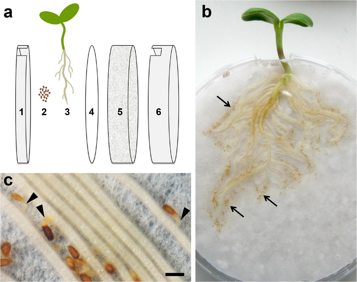 Frontiers | Costunolide Influences Germ Tube Orientation in