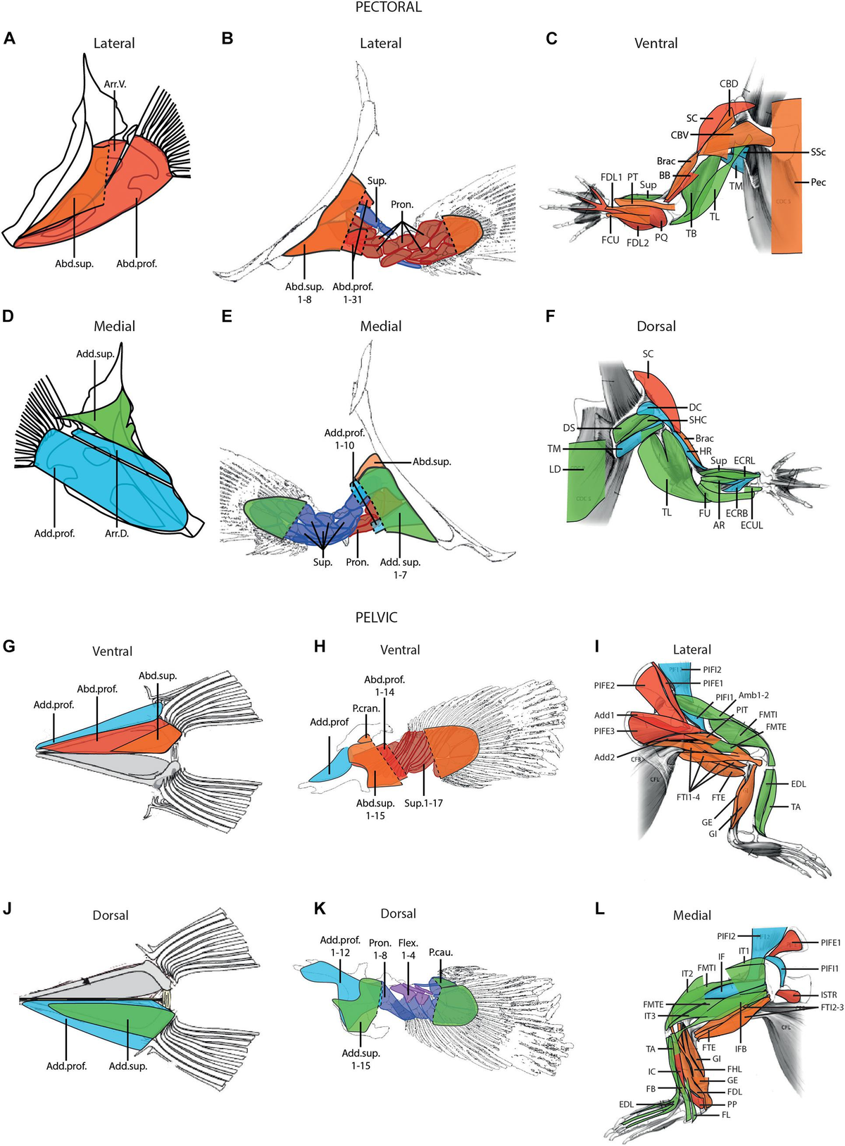 Frontiers The Evolution of Appendicular Muscles During the Fin to