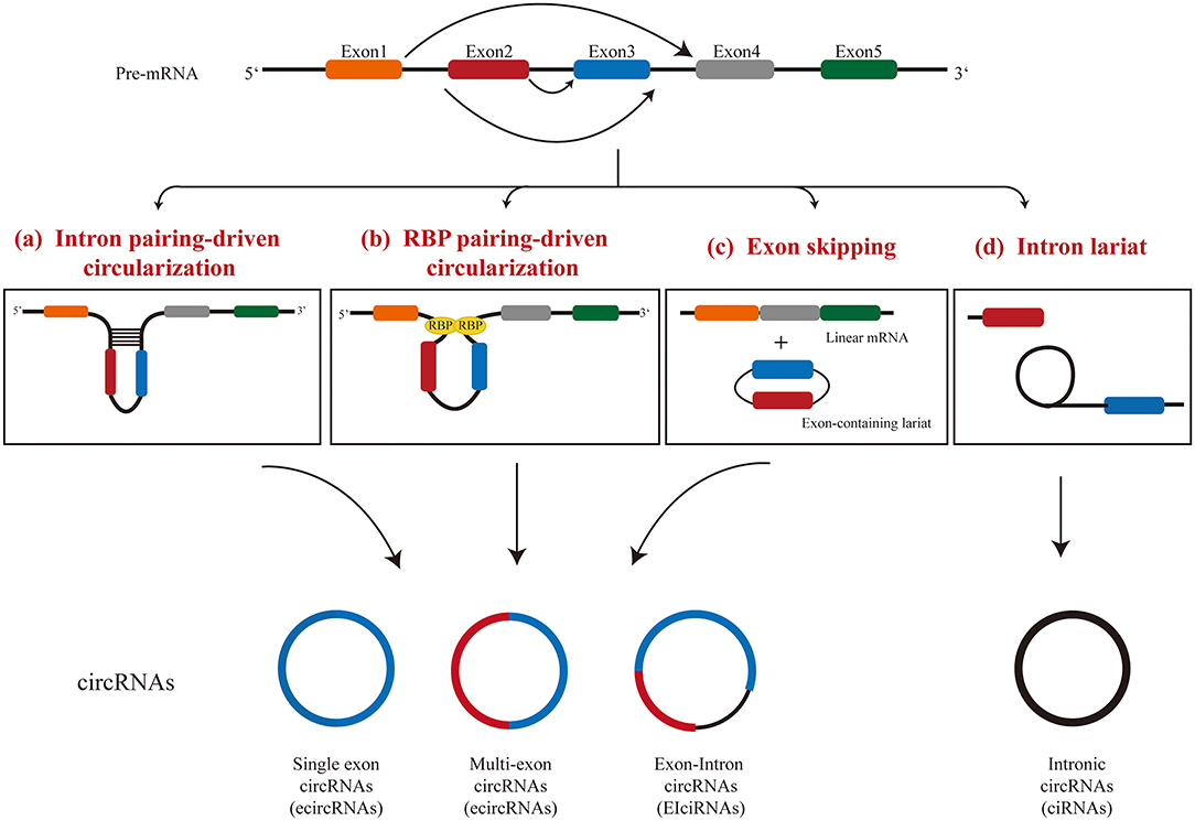Frontiers Circle the Cardiac Remodeling With circRNAs