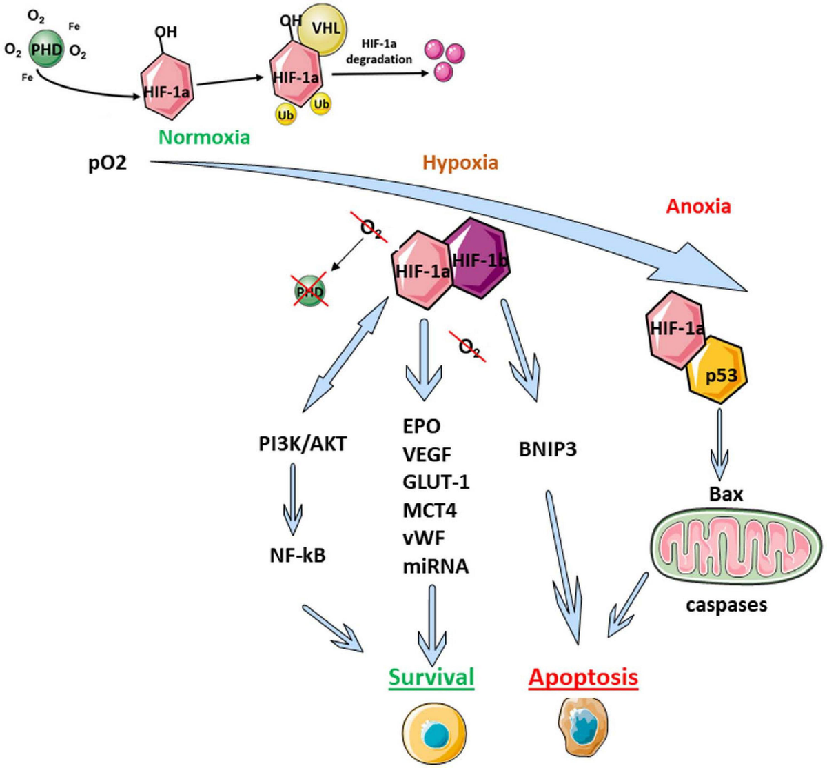Frontiers | Emerging role of hypoxia-inducible factor-1α in