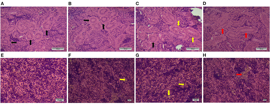 Effects of Dietary Silica Nanoparticle on Growth Performance, Protein Digestibility, Hematology, Digestive Morphology, and Muscle Composition of Nile Tilapia, Oreochromis Niloticus