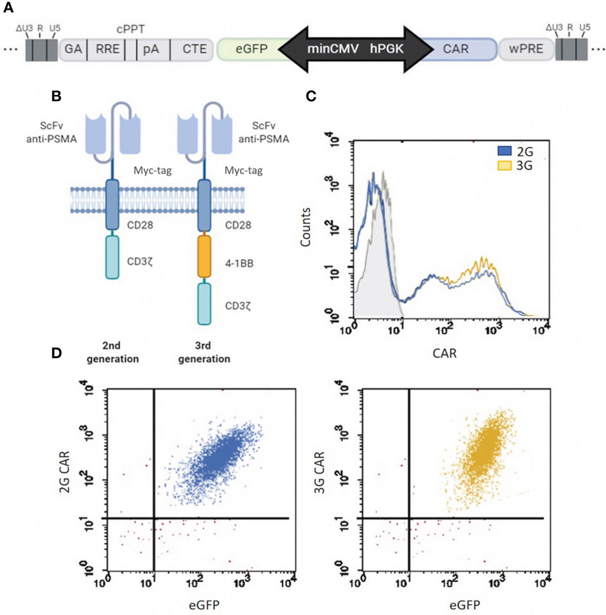 Frontiers | PSMA-Specific CAR-Engineered T Cells for