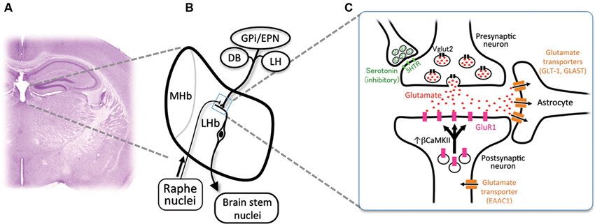注目の福袋をピックアップ！ | Frontiers Hyperactivation link a as habenula the of トリートメント