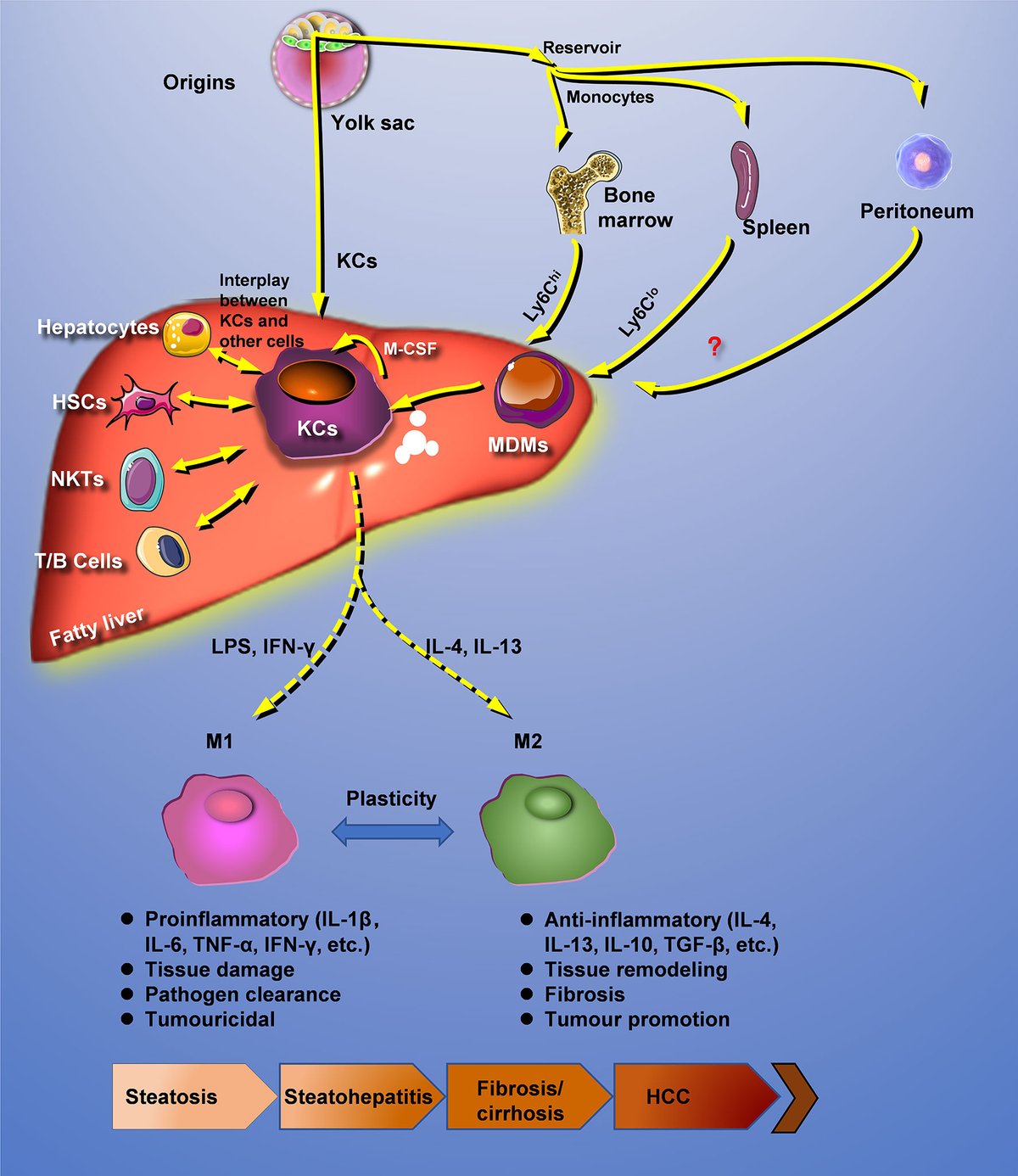 Frontiers | Hepatic Macrophage as a Key Player in Fatty Frontiers | Hepatic Macrophage as a Key Player in Fatty
