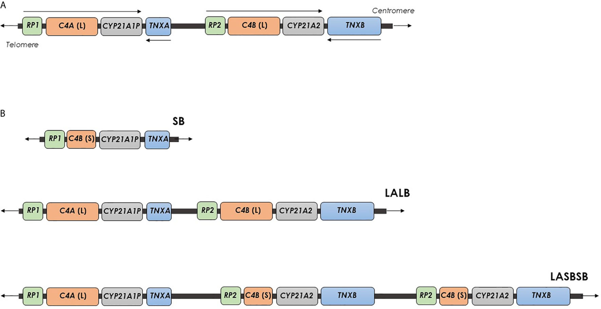 Frontiers | Genes and Pseudogenes: Complexity of the RCCX