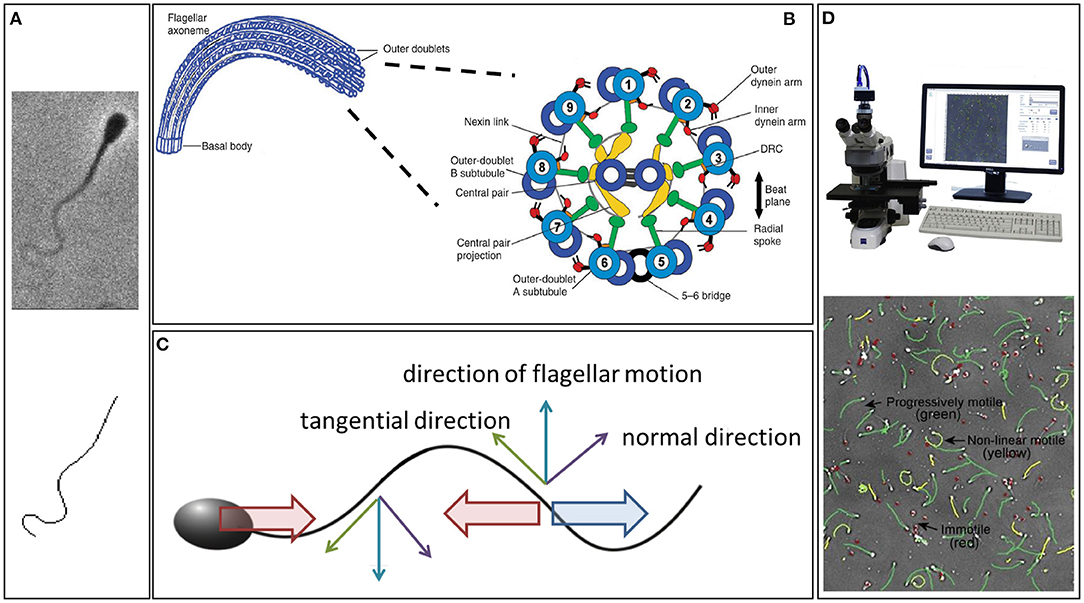 Jinsiy buvisi nabirasini yoldan ozdiradi