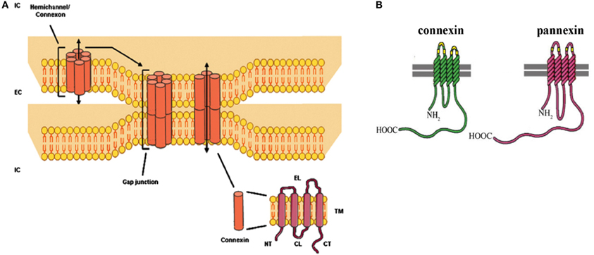 Jinsiy aloqa paytida mushukni siyish Saslsa ru sof jinsiy aloqa