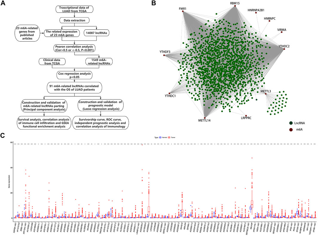 Frontiers | Relationships of N6-Methyladenosine-Related Long