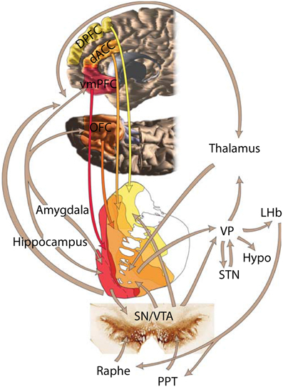 【楽天カード分割】 Frontiers | behavior social in striatum the of role The ルアー・フライ