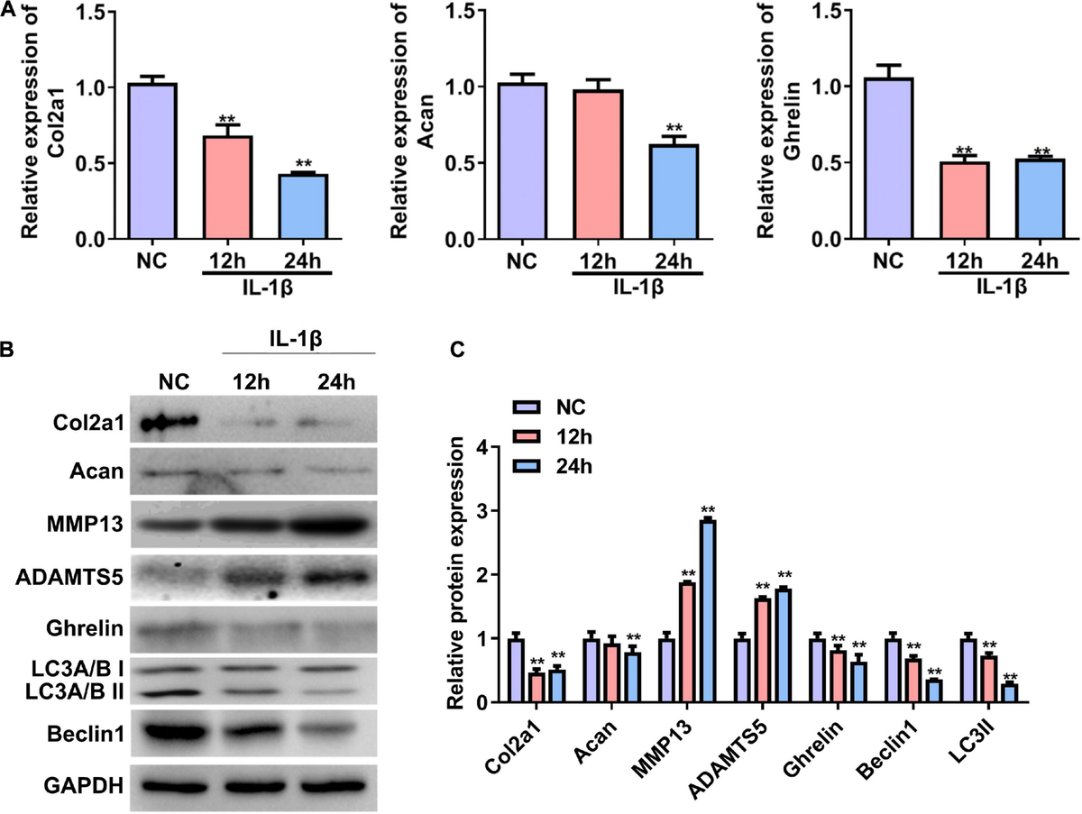 Frontiers | CircPan3 Promotes the Ghrelin System and