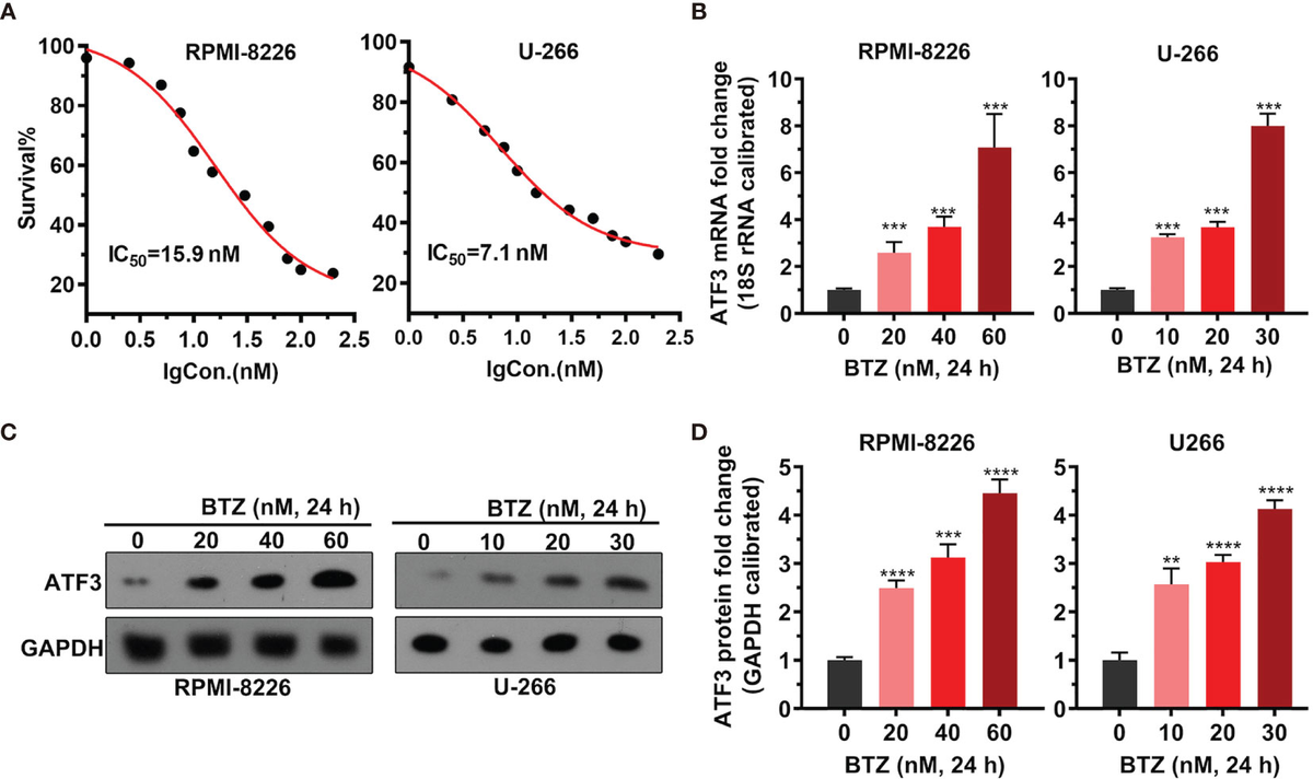 Frontiers | Bortezomib Inhibits Multiple Myeloma Cells by Frontiers | Bortezomib Inhibits Multiple Myeloma Cells by