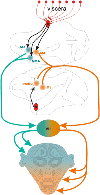 The amygdalo-motor pathways and the control of facial expressions