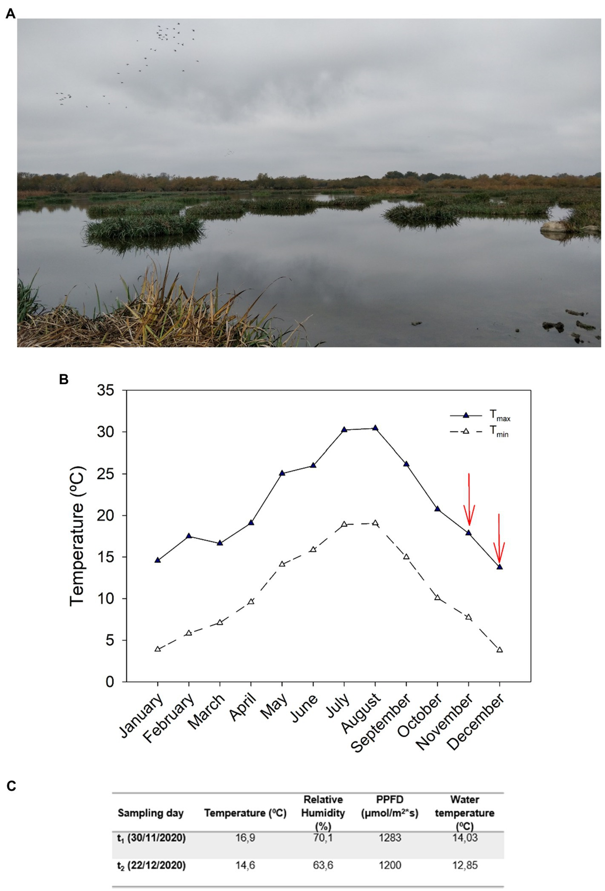 Frontiers | A Dual Role for Abscisic Acid Integrating the