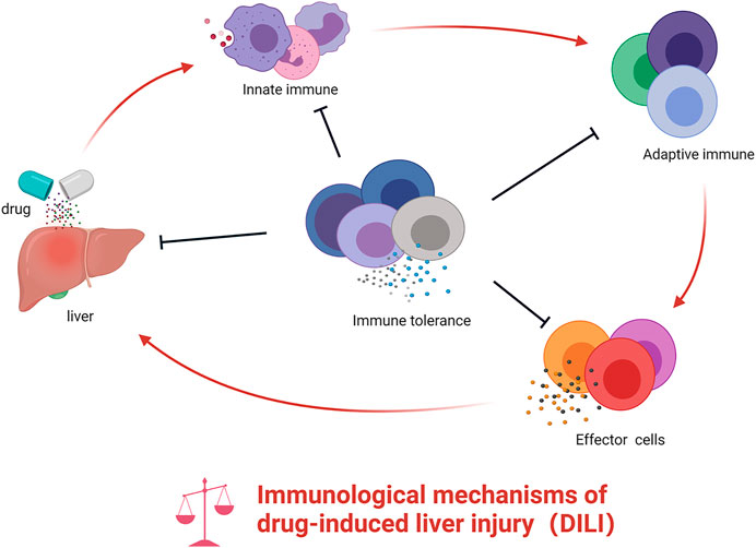【激安通販 オンラインショップ】日用品 | Frontiers The Immune-Based and Mechanisms Immunological 食器棚、キッチン収納