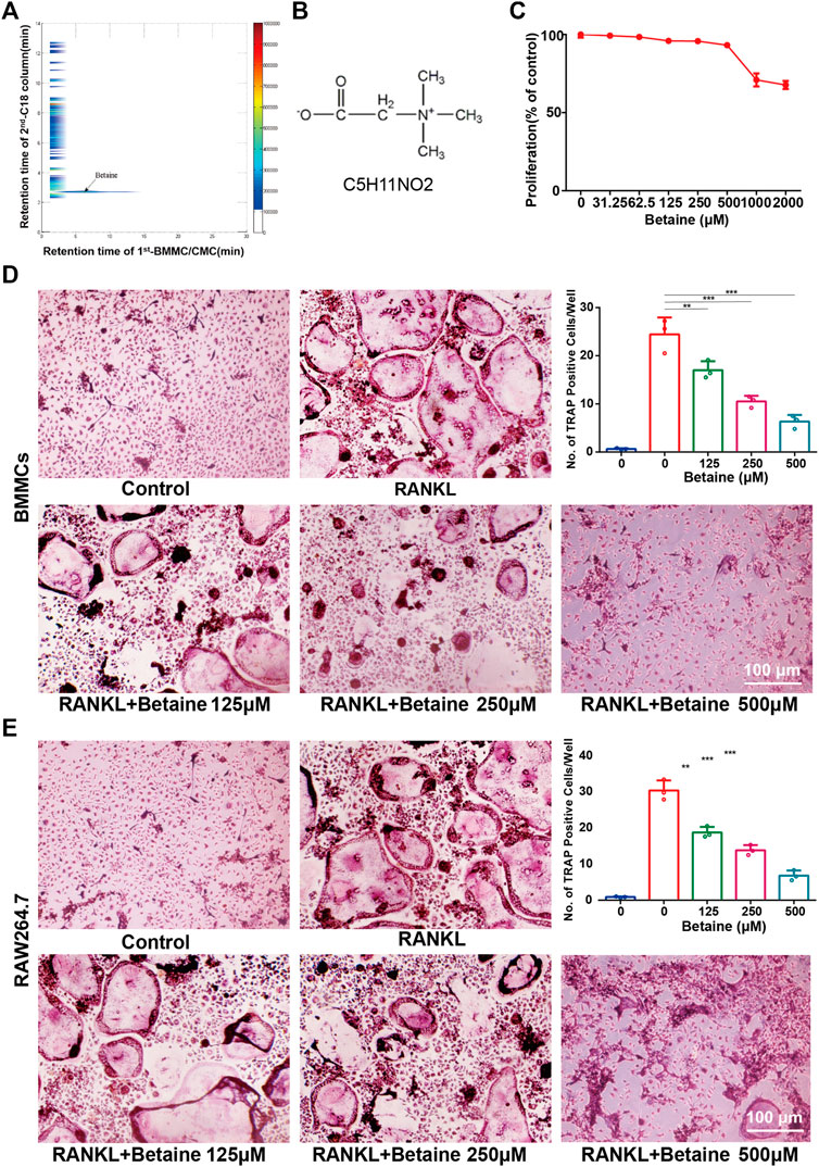 Frontiers | Betaine Attenuates Osteoarthritis by Inhibiting