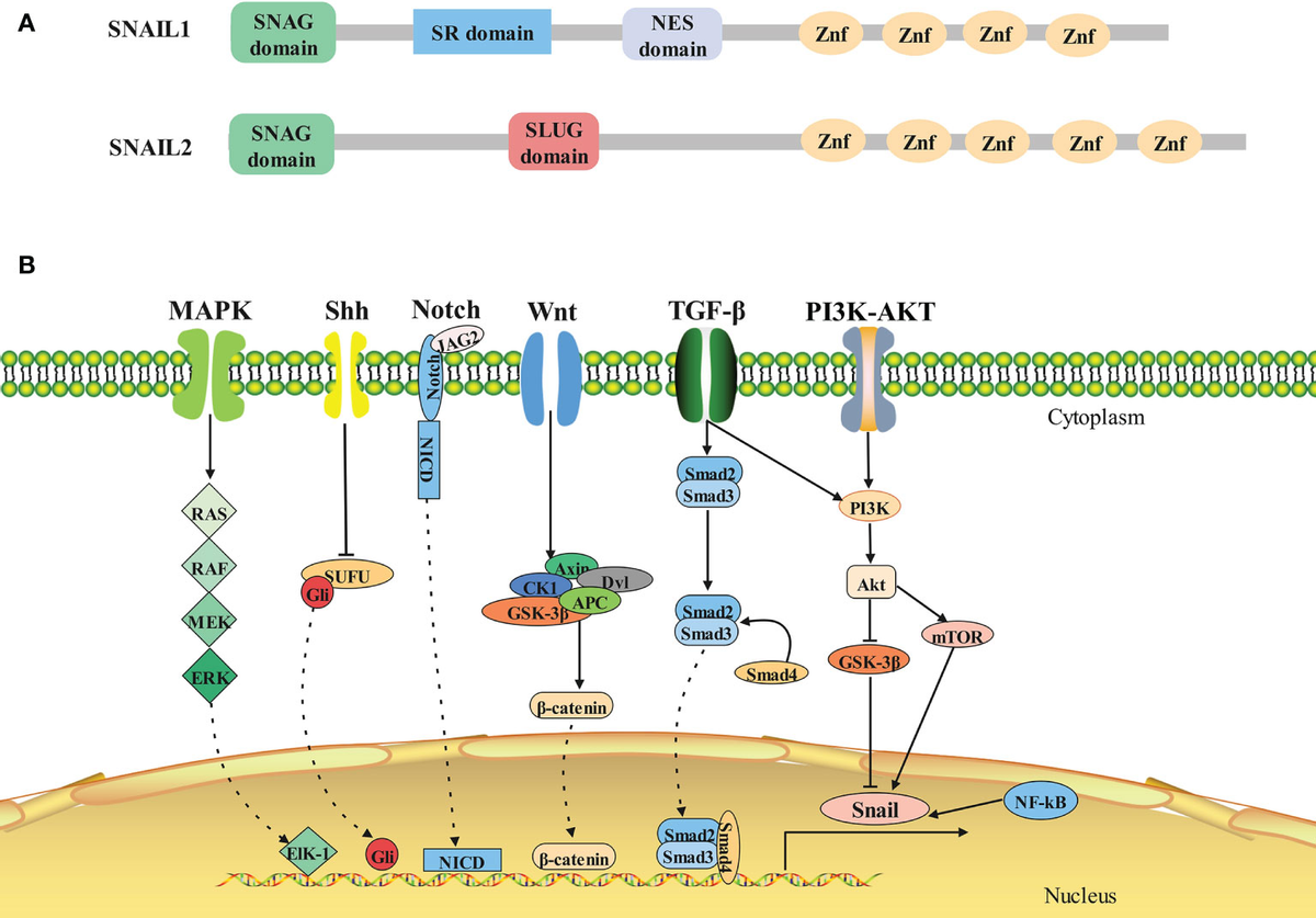 【送料込】 Frontiers Evasion Immune to Metastasis Tumor Linking SNAIL1: | ネイルチップ・付け爪