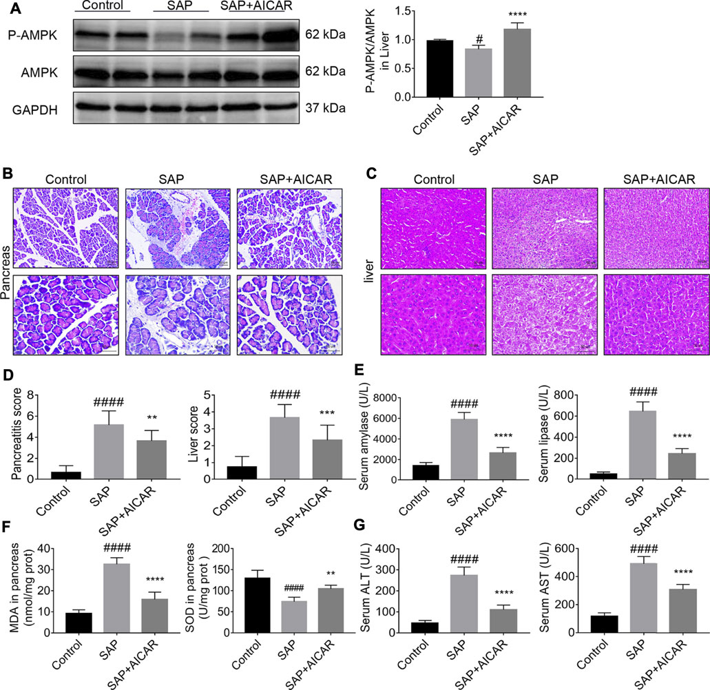 Frontiers | AICAR, an AMP-Activated Protein Kinase Activator