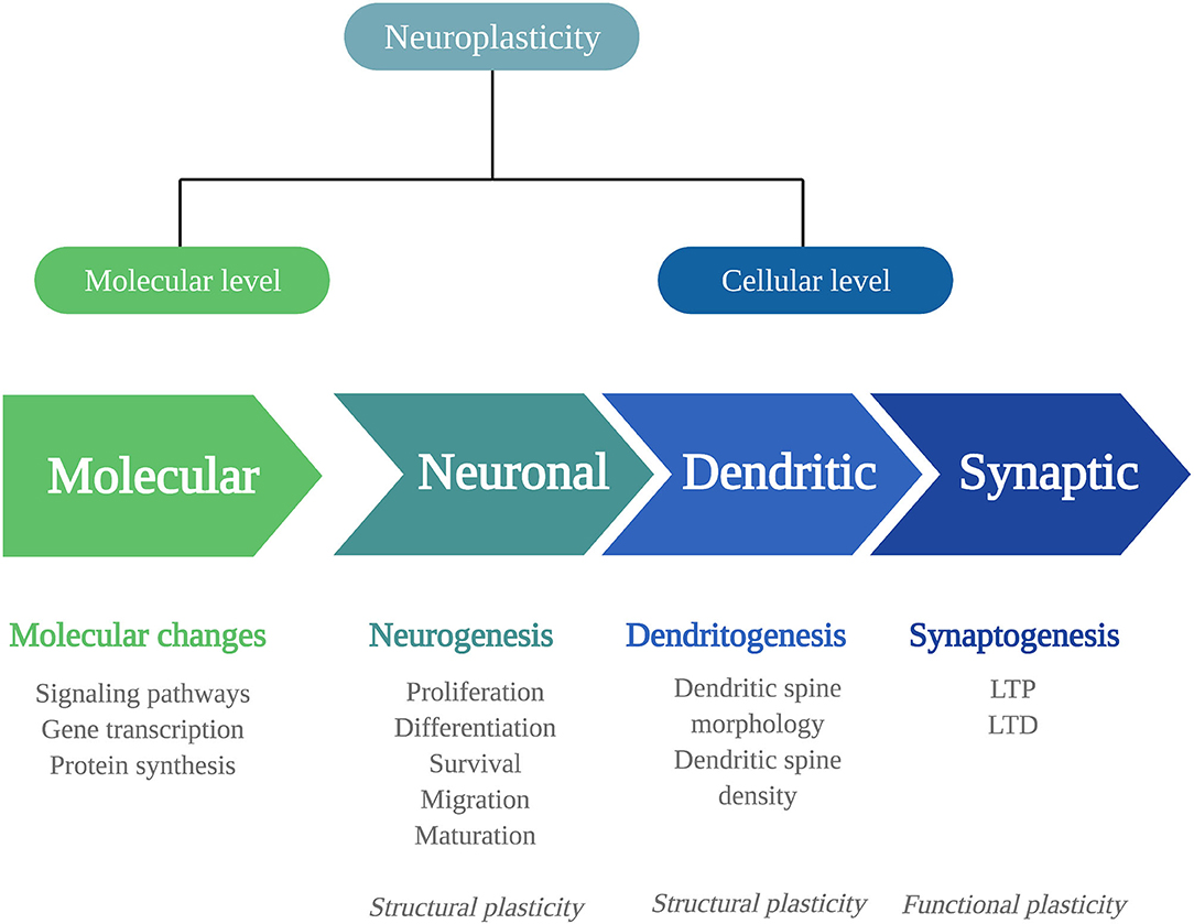 Frontiers | Psychedelics and Neuroplasticity: A Systematic Review Unraveling the Biological Underpinnings of Psychedelics