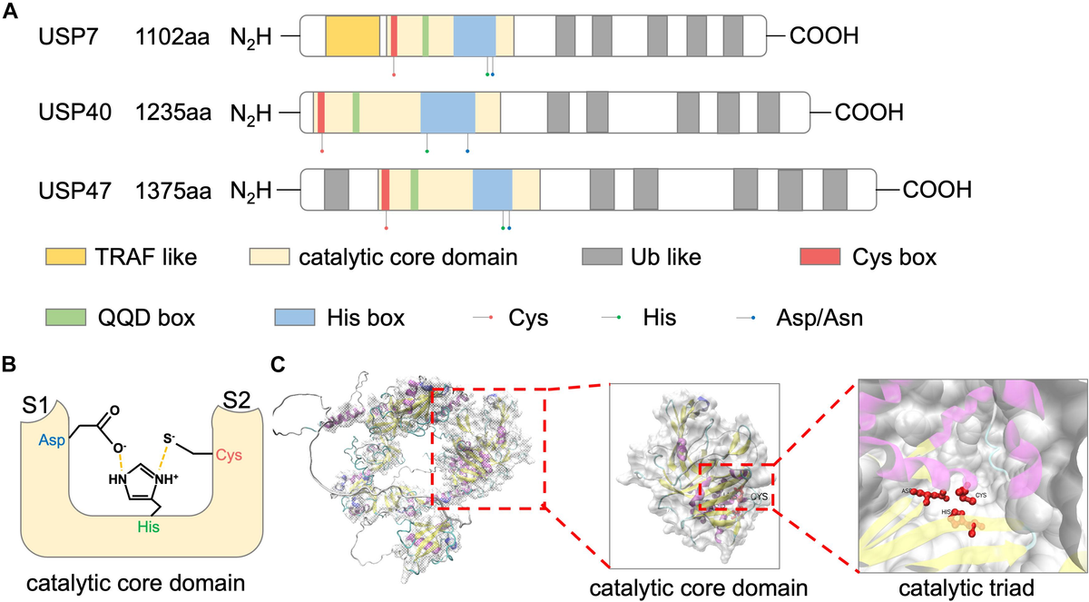 Frontiers | Role of Ubiquitin-Specific Peptidase 47 in