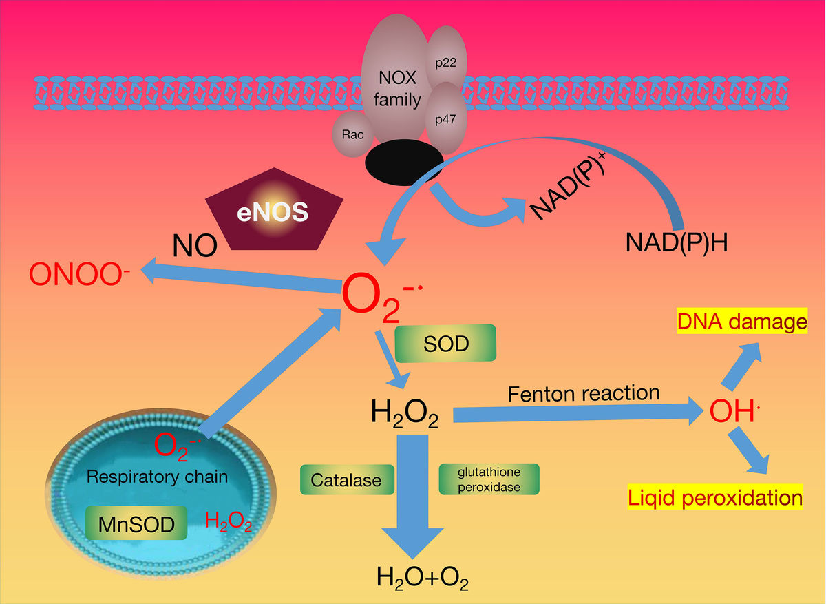Frontiers | Emerging Antioxidant Paradigm of Mesenchymal