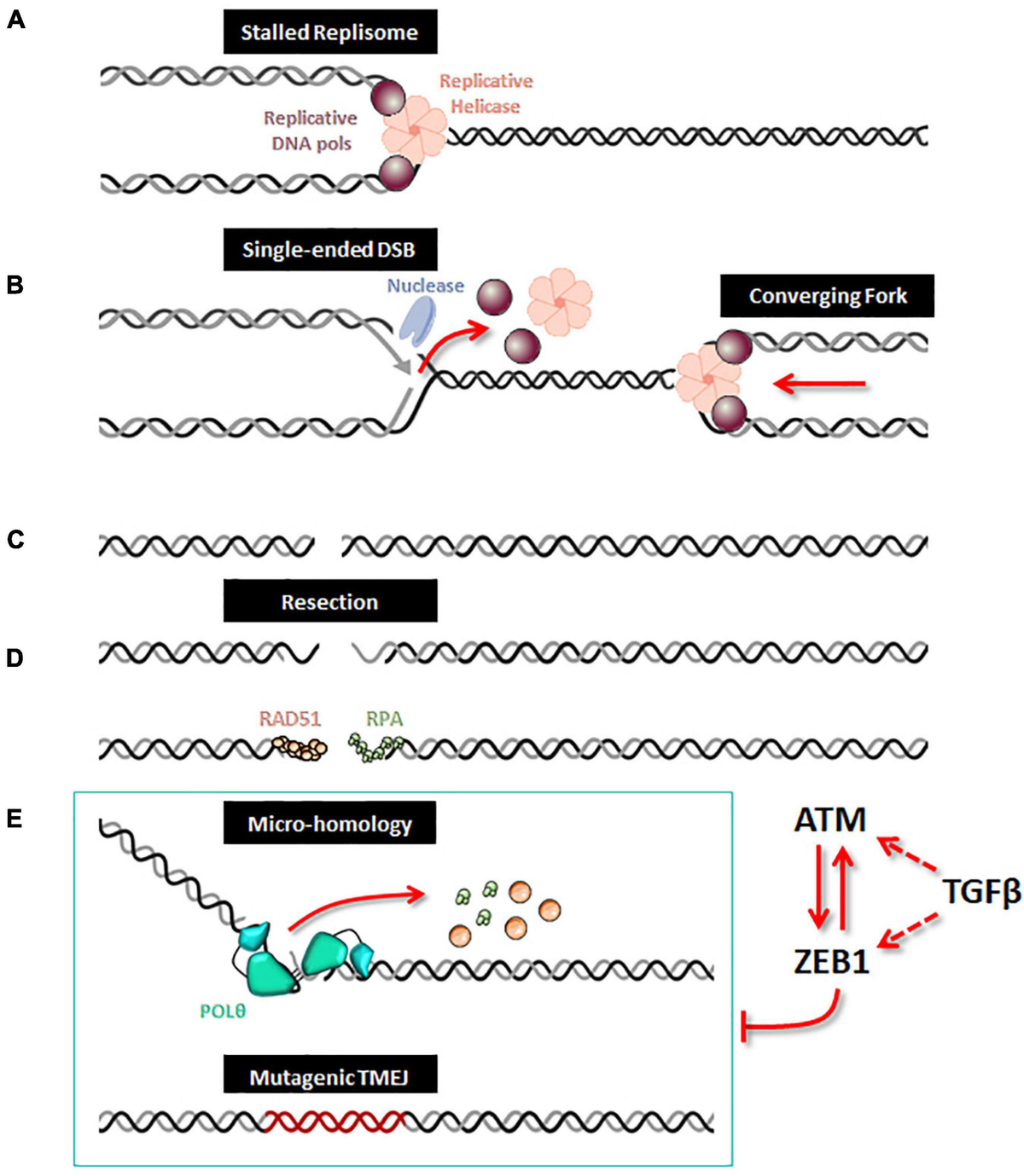 Frontiers | Opposite Roles for ZEB1 and TMEJ in the