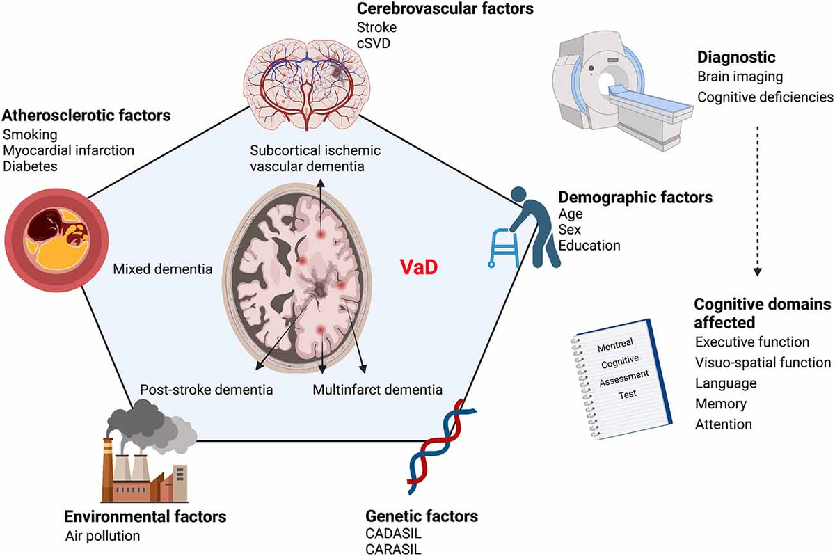 Frontiers | Neurovascular Alterations in Vascular Dementia