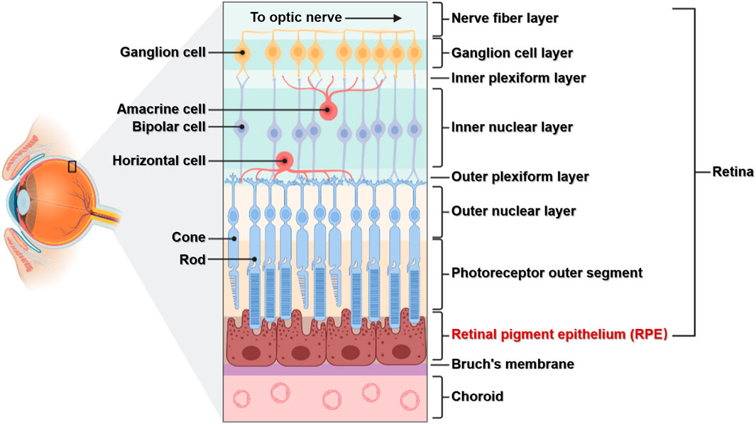 Frontiers Functions and Diseases of the Retinal Pigment Epithelium