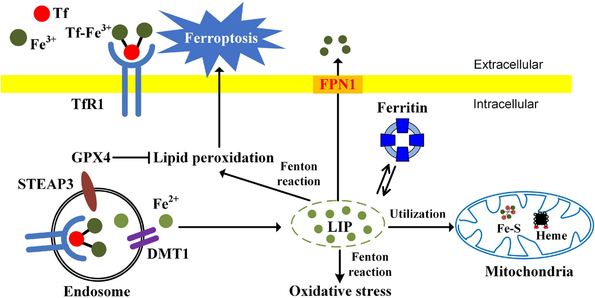 冬ギフト  Frontiers Orchestrating for Modulator Potential a Is Nrf2 | アロマグッズ