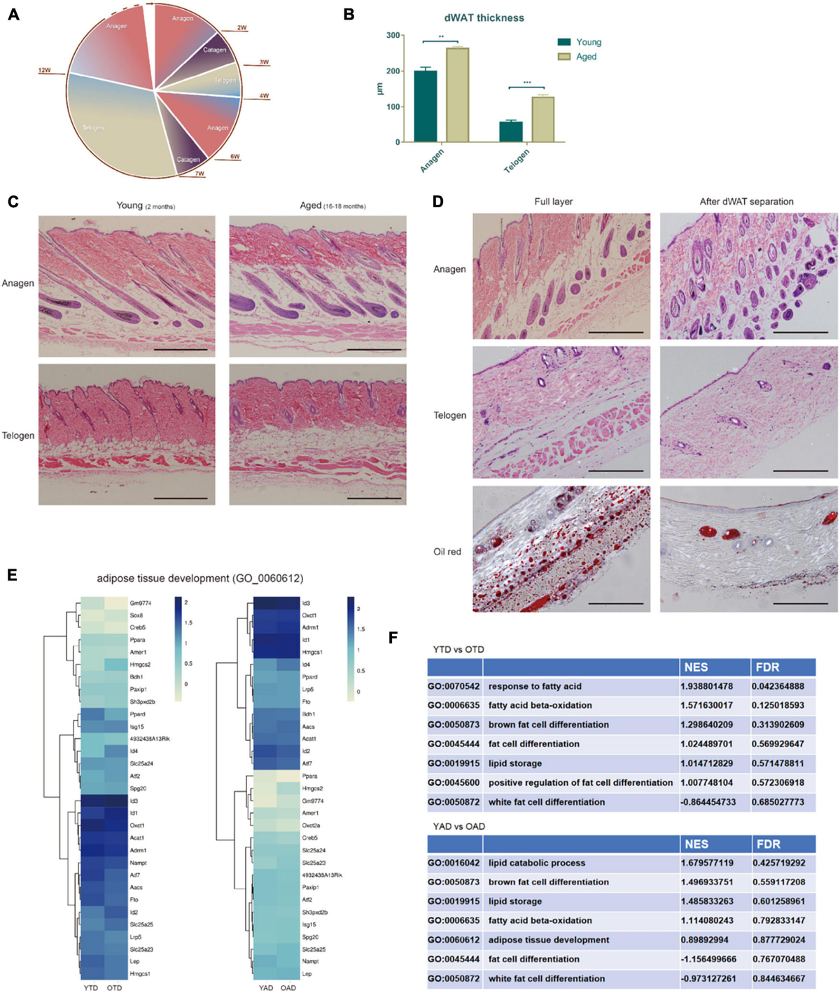 信頼も高い Emerging | Frontiers Role in Tissue Adipose White Dermal of その他
