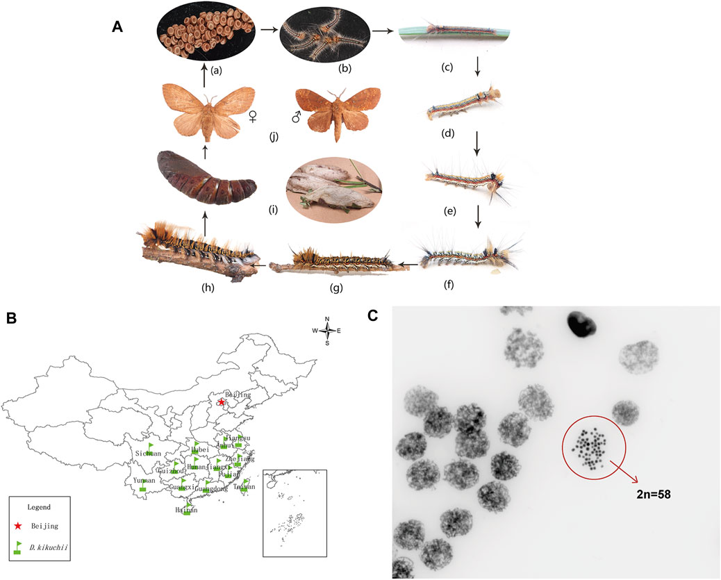 激安店舗 Chromosome-Level | Frontiers Genome Reveals Assembly リンス・コンディショナー