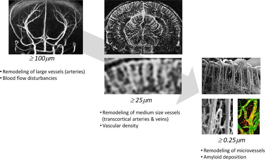 動物病理学各論 = Systemic animal pathology 動物病理学各論 第3版 | 日本獣医病理学専門家協会 |本 | 通販