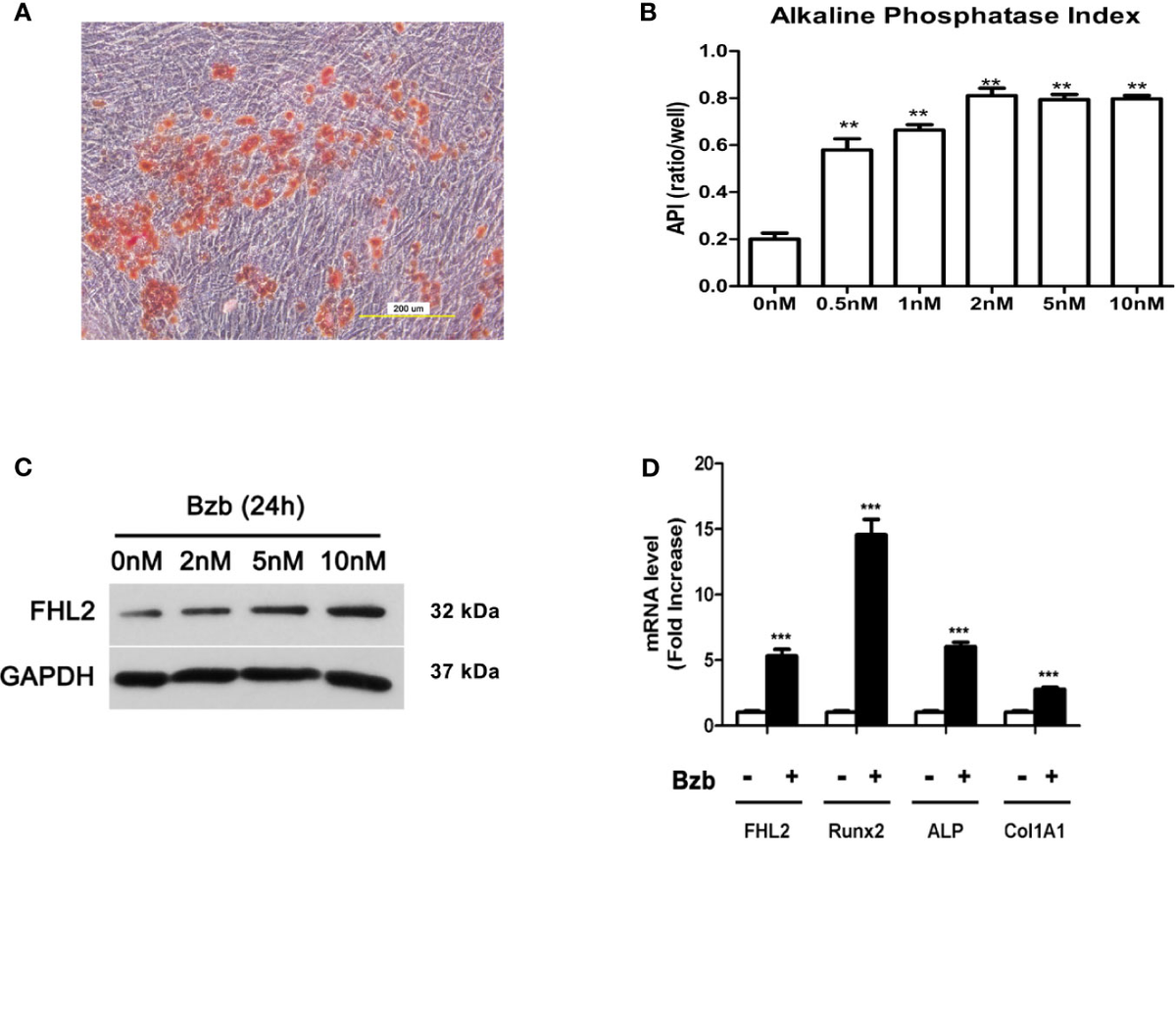 Development of Ni-Based Catalyst for Lipids