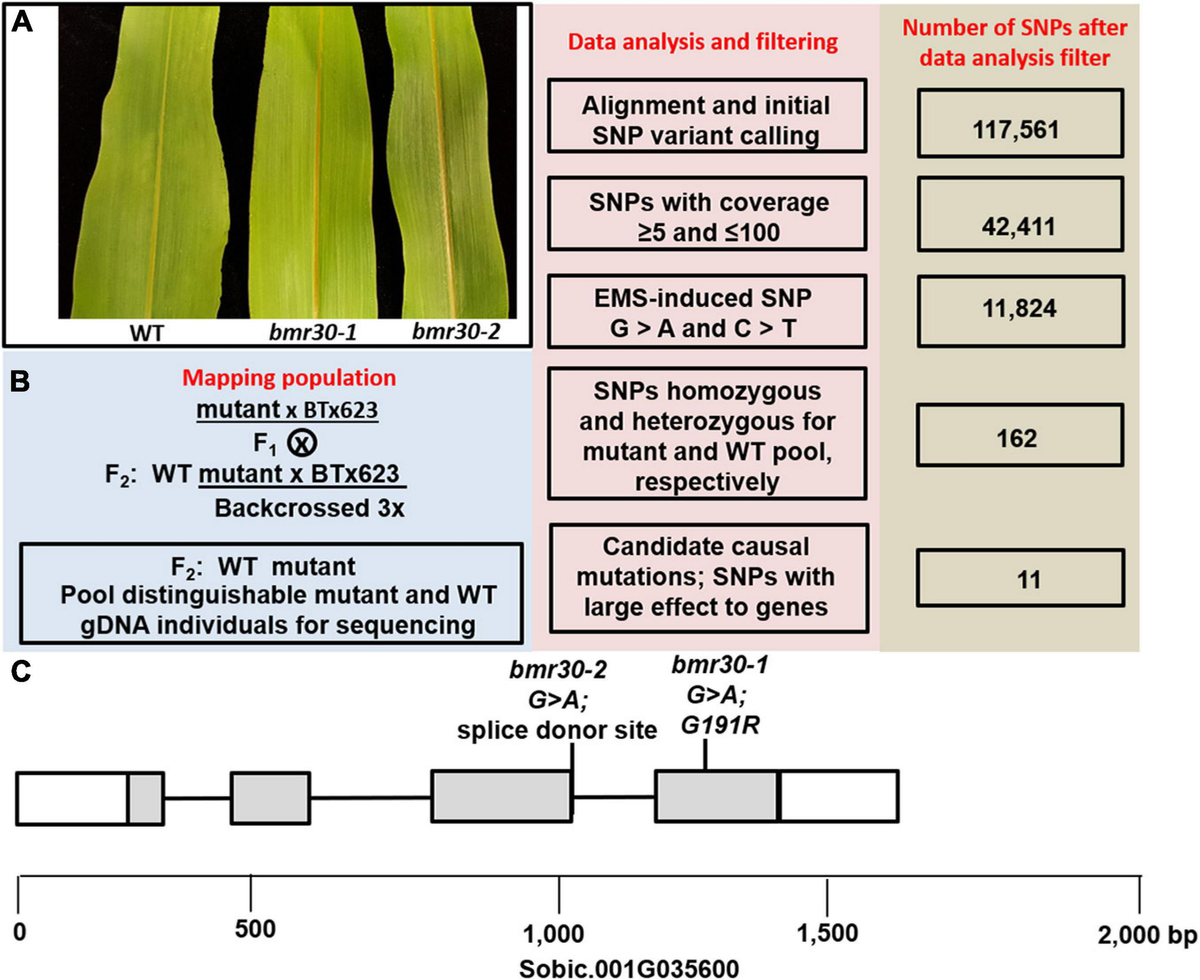 Frontiers | The Sorghum (Sorghum bicolor) Brown Midrib 30