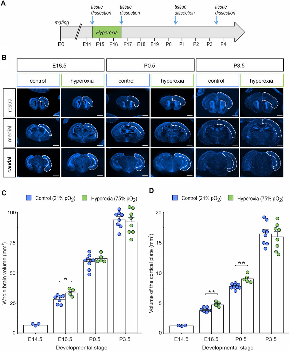 Frontiers Hyperoxygenation During Mid Neurogenesis Accelerates