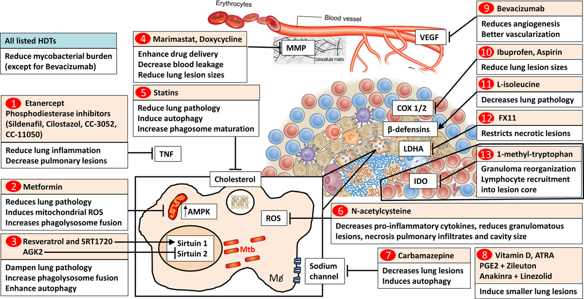Frontiers | Targeting Molecular Inflammatory Pathways in