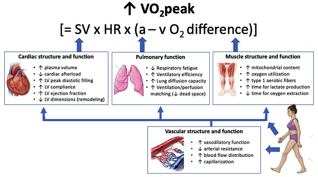 Intensity of cardiovascular endurance hot sale