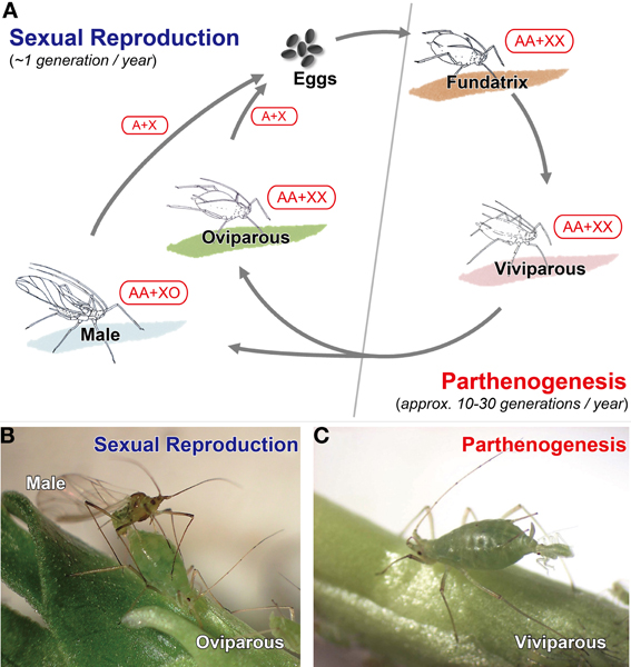 The Evolution of Insect Mating Systems: Thornhill, Randy