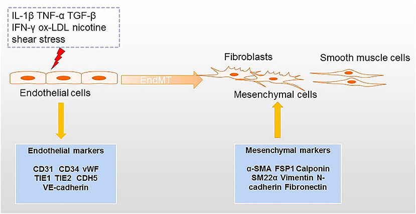 Frontiers | Endothelial to Mesenchymal Transition: An