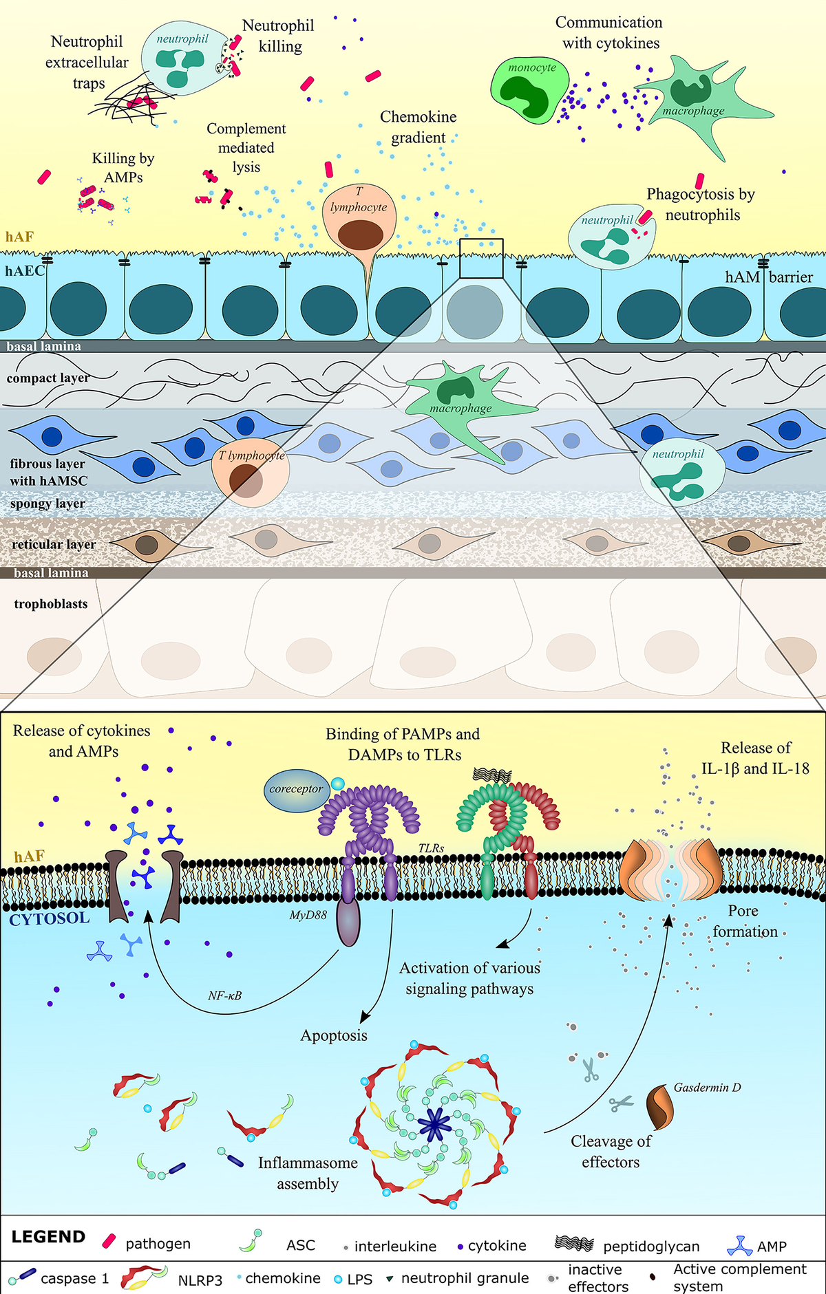 Frontiers The Role of Innate Immune System in the Human Amniotic Frontiers The Role of Innate Immune System in the Human Amniotic