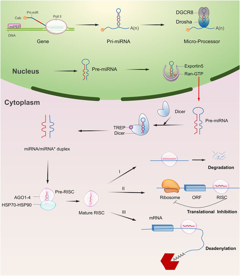 Frontiers | MicroRNA as an Important Target for Anticancer